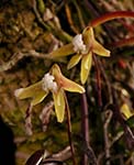Den. striolatum